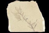 Metasequoia (Dawn Redwood) Fossils - Montana #85814-1